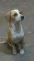 Estela