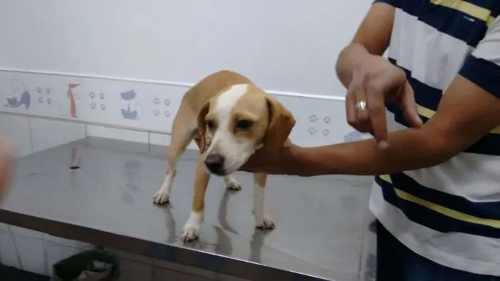 Cachorro ra a Srd idade 7 a 11 meses nome Estela