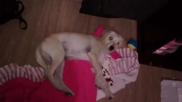 Cachorro ra a Poodle idade 2 a 6 meses nome Spike