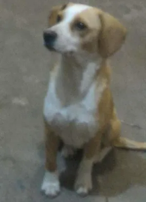 Cachorro raça Srd idade 7 a 11 meses nome Estela