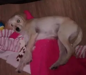 Cachorro raça Poodle idade 2 a 6 meses nome Spike