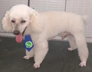 Cachorro raça Poodle idade 2 anos nome Luke