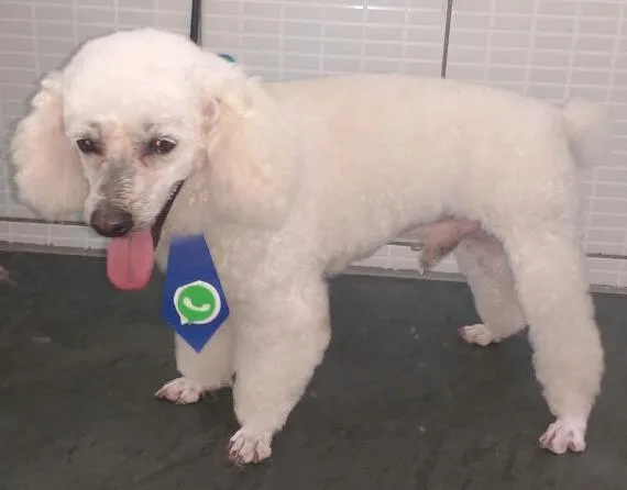 Cachorro ra a Poodle idade 2 anos nome Luke