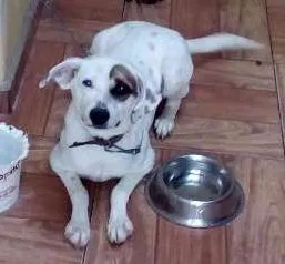 Cachorro raça Dálmatas com vira-lata idade 1 ano nome Pirata