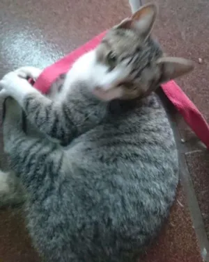 Gato raça SRD idade 7 a 11 meses nome Sem Nome