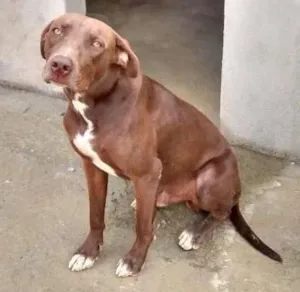 Cachorro raça Fila c/Pitibu idade 1 ano nome   Spaider