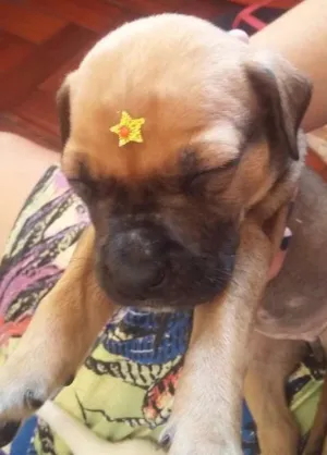 Cachorro raça SRD idade Abaixo de 2 meses nome MENINA 3