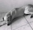 Barão