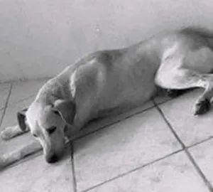 Cachorro raça Labrador com vira lata idade 2 anos nome Barão
