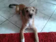 Catarina