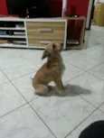 Catarina
