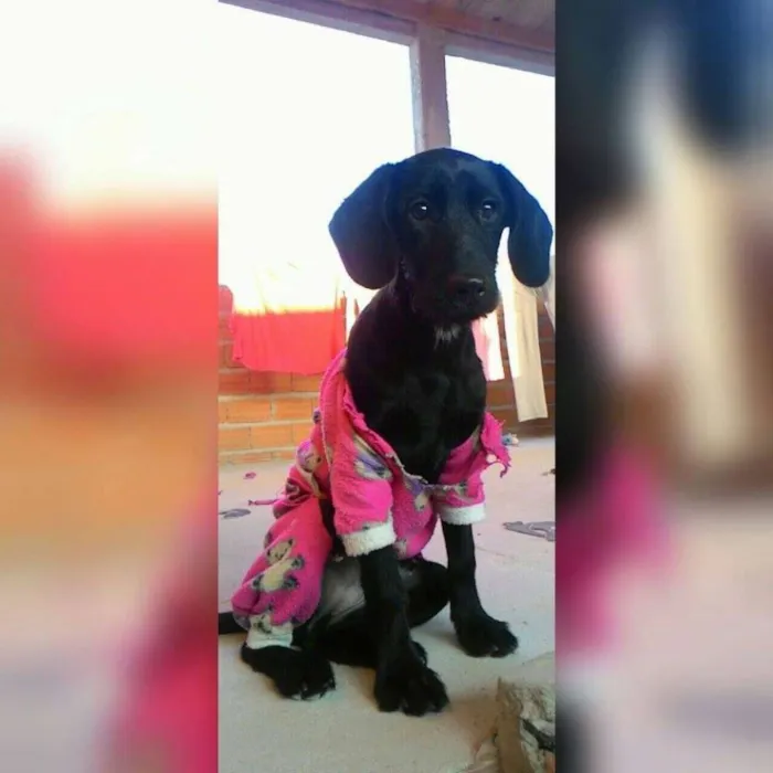 Cachorro ra a indefinida idade 7 a 11 meses nome July