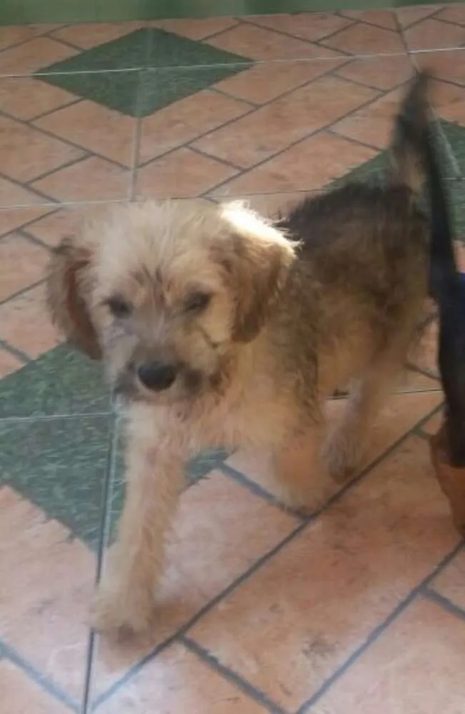 Cachorro ra a SRD idade 2 a 6 meses nome Marley