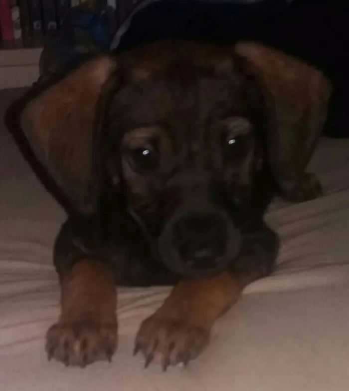 Cachorro ra a SRD idade 2 a 6 meses nome Pitico