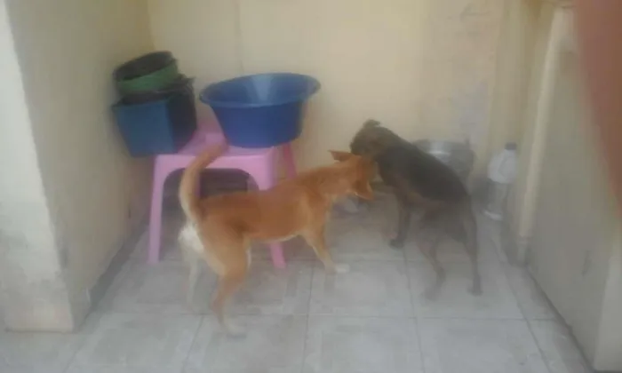 Cachorro ra a SRD idade 1 ano nome Tiririca e Pipoca