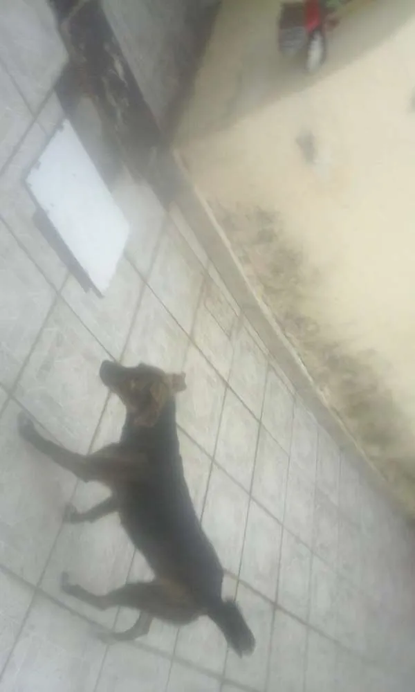 Cachorro ra a SRD idade 1 ano nome Tiririca e Pipoca