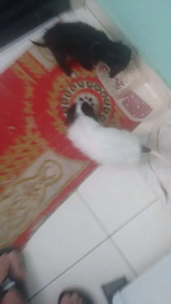 Cachorro raça Mestiço idade 2 a 6 meses nome Dig