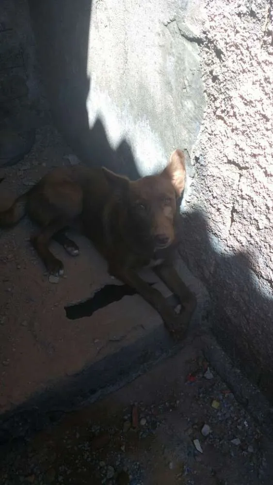 Cachorro ra a labrador misturada idade 7 a 11 meses nome luna