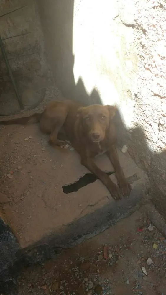 Cachorro ra a labrador misturada idade 7 a 11 meses nome luna