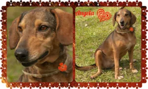 Cachorro raça SRD idade 5 anos nome Angela