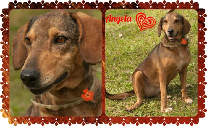 Cachorro ra a SRD idade 5 anos nome Angela