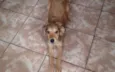 Cachorro raça Indefinida idade 2 a 6 meses nome Thor