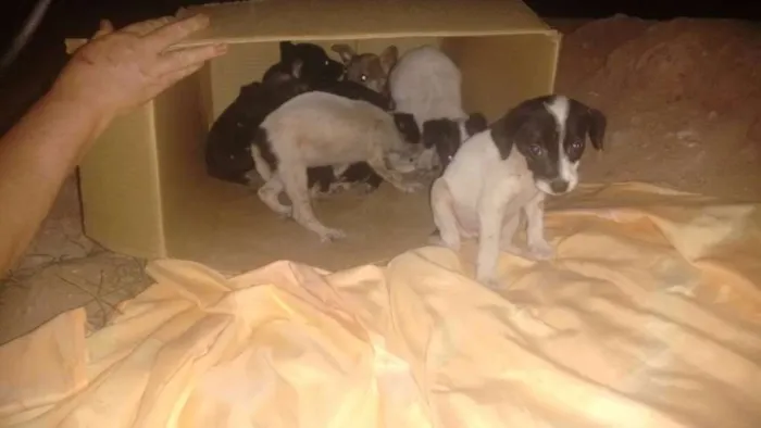 Cachorro raça vira lata idade 2 a 6 meses nome sem nome ainda