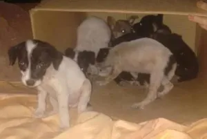 Cachorro raça vira lata idade 2 a 6 meses nome sem nome ainda