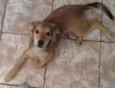 Cachorro raça Indefinida idade 2 a 6 meses nome Thor