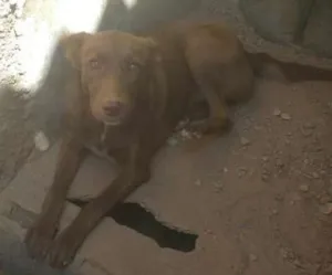 Cachorro raça labrador misturada idade 7 a 11 meses nome luna
