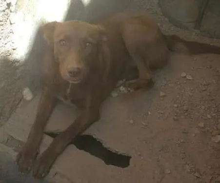 Cachorro ra a labrador misturada idade 7 a 11 meses nome luna