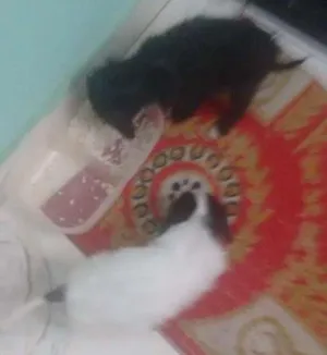 Cachorro raça Mestiço idade 2 a 6 meses nome Dig