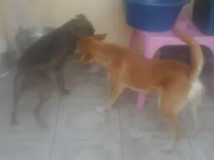 Cachorro raça SRD idade 1 ano nome Tiririca e Pipoca