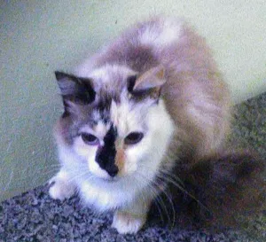 Gato raça Srd idade 3 anos nome Leide