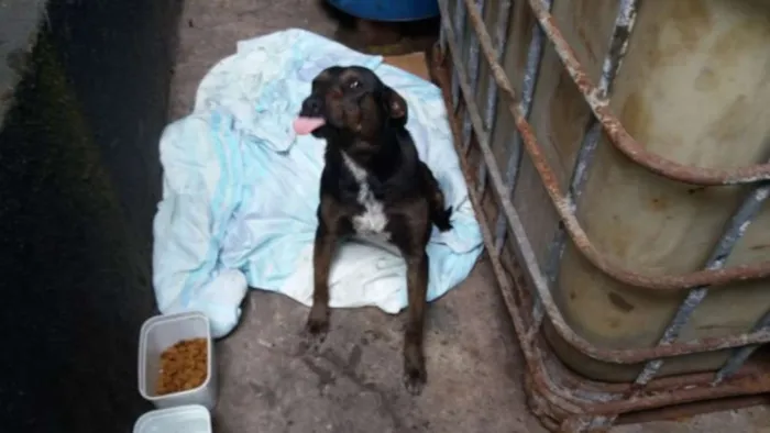 Cachorro ra a SRD idade 1 ano nome Feliz
