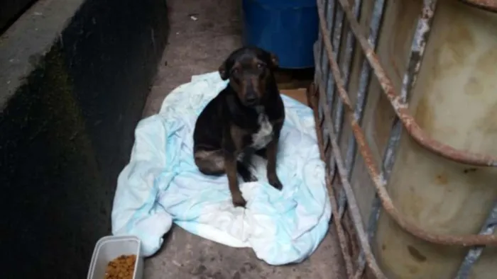 Cachorro ra a SRD idade 1 ano nome Feliz