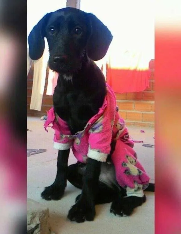 Cachorro ra a indefinida idade 7 a 11 meses nome July