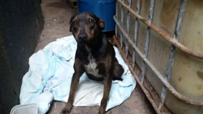 Cachorro ra a SRD idade 1 ano nome Feliz