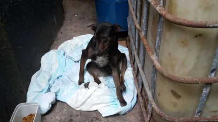 Cachorro ra a SRD idade 1 ano nome Feliz