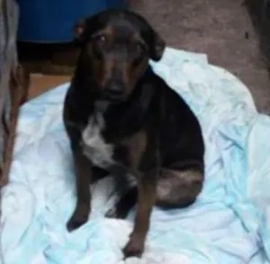 Cachorro raça SRD idade 1 ano nome Feliz