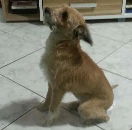 Cachorro ra a SRD idade 3 anos nome Catarina