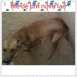 Cachorro raça não definida idade 1 ano nome Luma