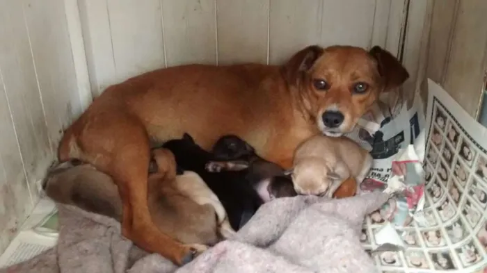 Cachorro ra a SRD idade 4 anos nome Cadela Porte P