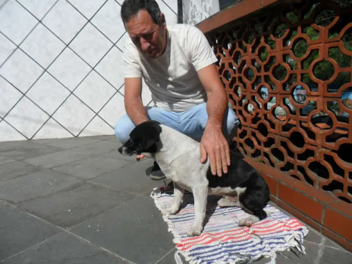 Cachorro ra a vira lata idade 4 anos nome não tem