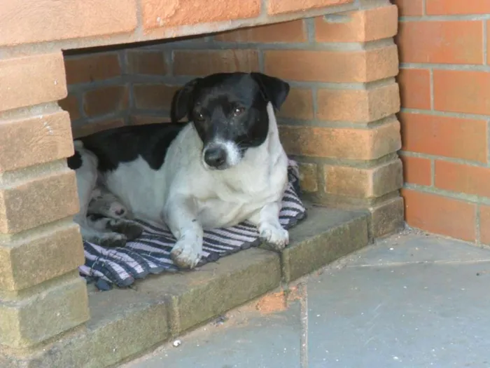 Cachorro ra a vira lata idade 4 anos nome não tem