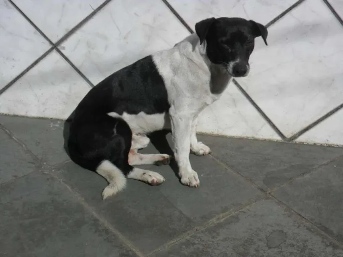 Cachorro ra a vira lata idade 4 anos nome não tem