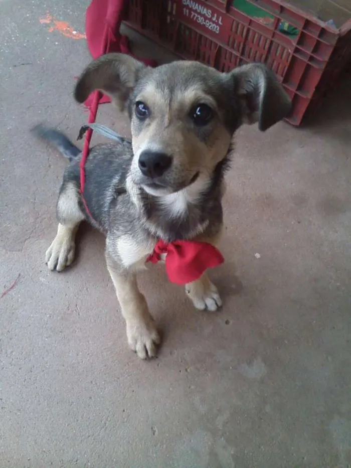 Cachorro ra a RND idade 2 a 6 meses nome Não se sabe