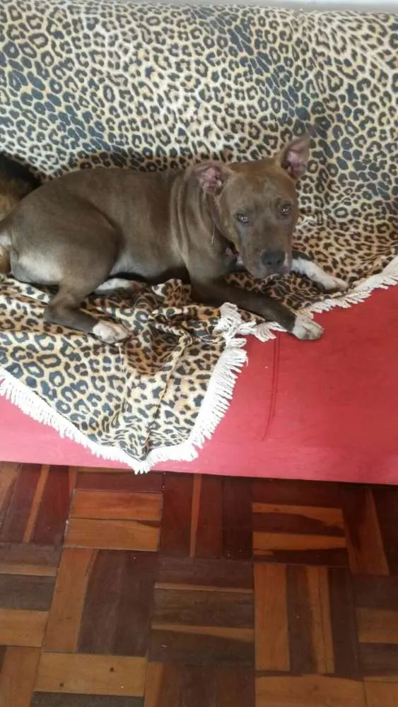 Cachorro ra a Pit Bull idade 7 a 11 meses nome Mel