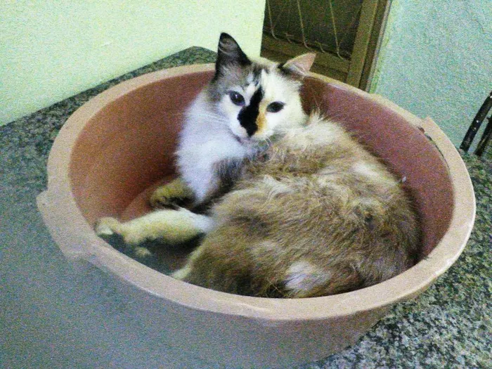 Gato raça Srd idade 3 anos nome Leide