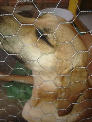 Cachorro raça Vira Lata idade 1 ano nome Mocinha